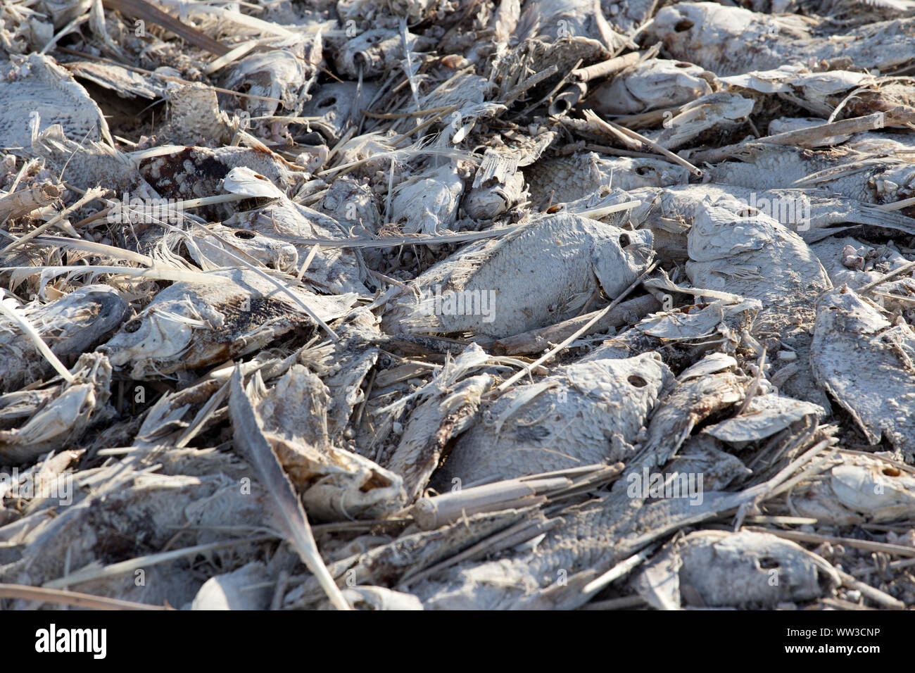 Mar de Salton mortandad de peces Foto de stock