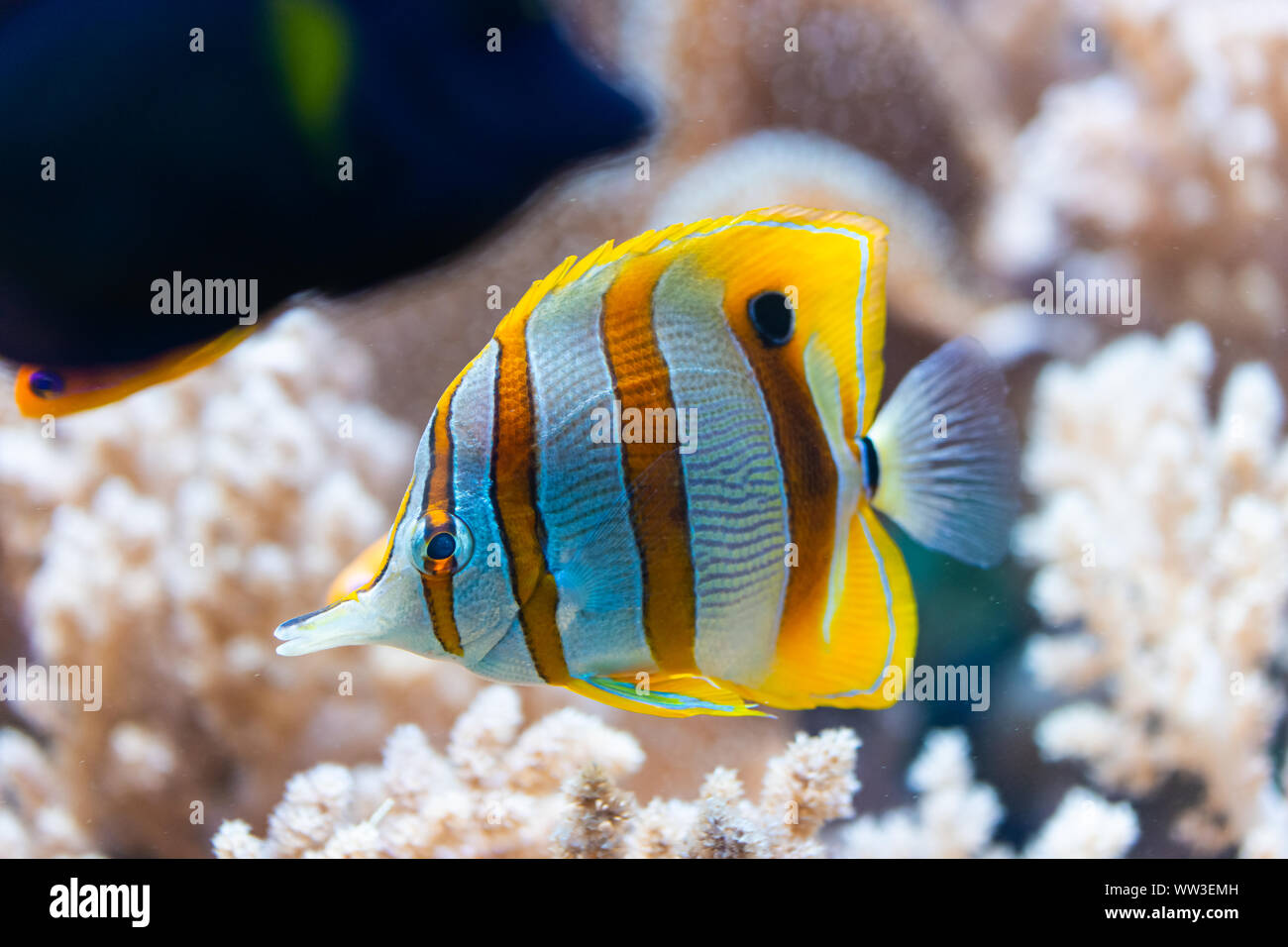 Chelmon rostratus (Copperband Butterflyfish) - coloridos peces de mar Foto de stock