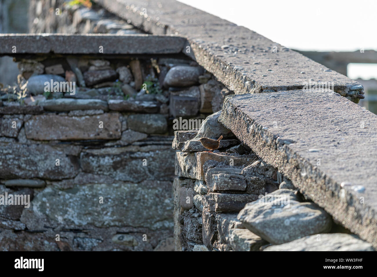 Wren pájaro en una pared en Sandness, Peninsular, Islas Shetland (Escocia, Reino Unido) Foto de stock