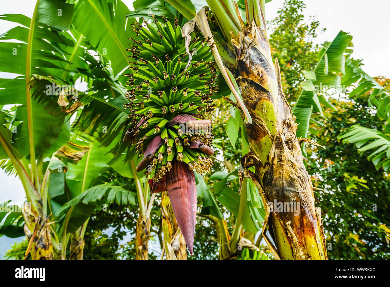 Planta de plátano saludable fotografías e imágenes de alta resolución -  Alamy