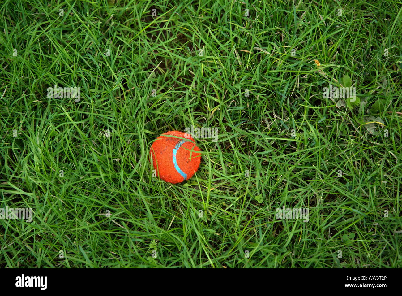 Pelota de Tenis naranja brillante escondidos en la hierba, pero no por mucho tiempo. Foto de stock