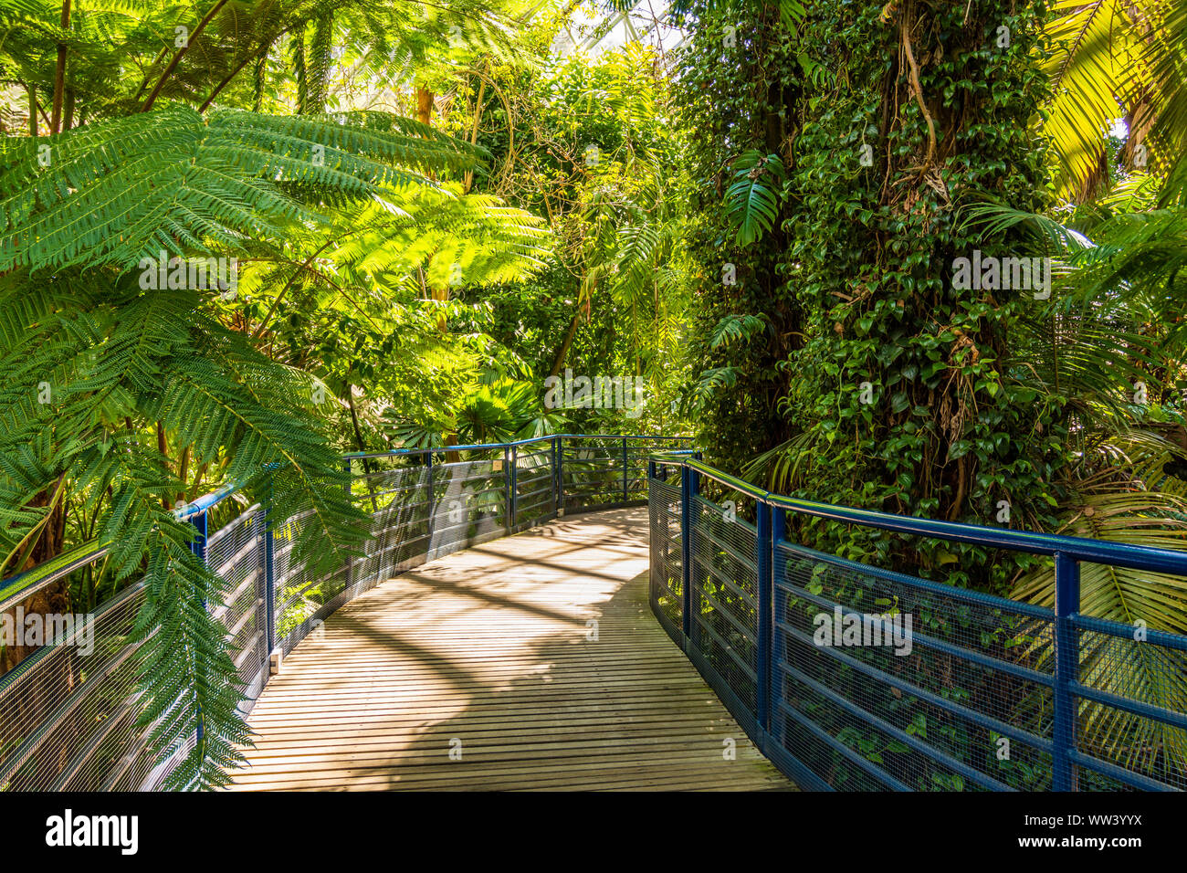 Un paseo a través de una selva tropical. Foto de stock