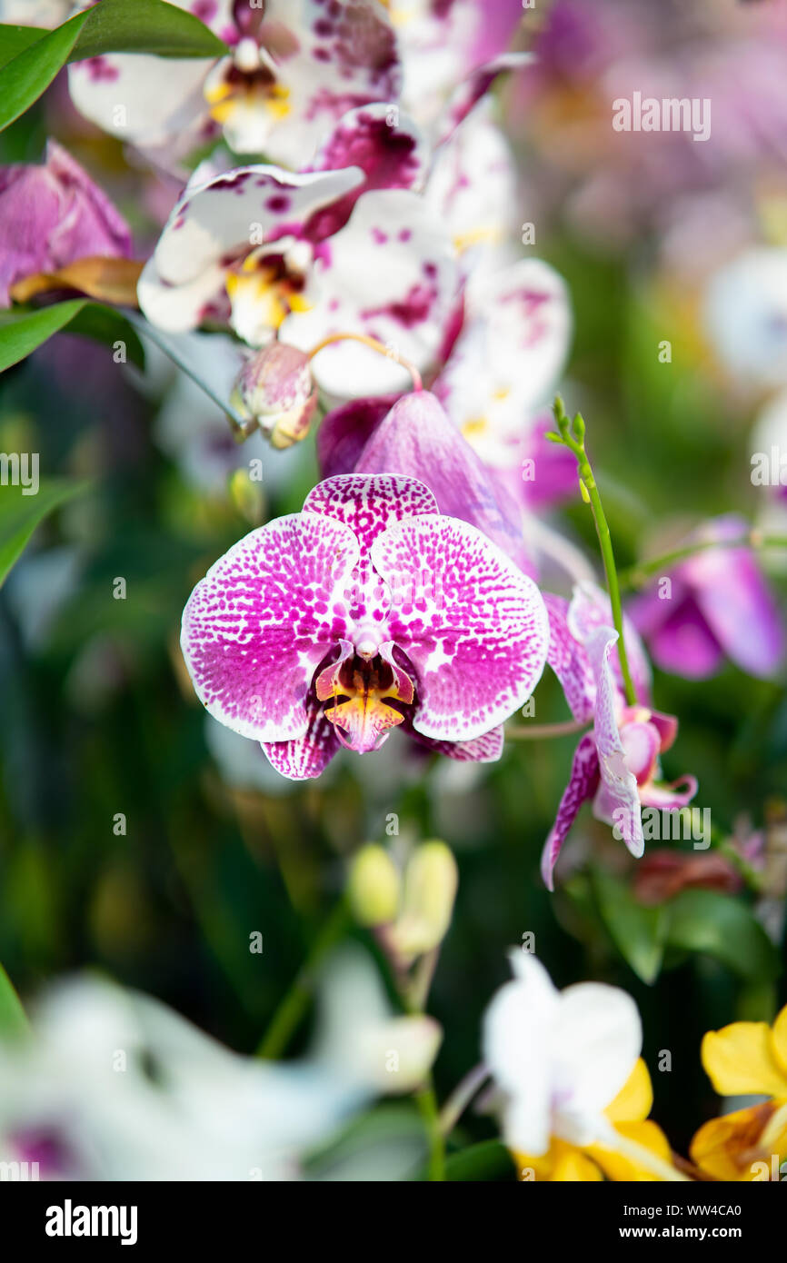 Primer plano de una hermosa rosa Orquídea Phalaenopsis seccionado en jardín  verde fondo . Esta orquídea, conocida como orquídeas polilla , es uno de  los más populares orch Fotografía de stock - Alamy