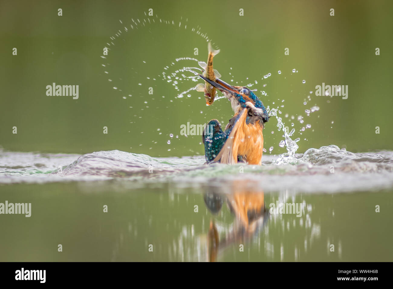 Un macho de martín pescador Alcedo atthis es la mitad fuera del agua con un minnow en su pico y las salpicaduras de agua a su alrededor. El pájaro se reflejan en el agua Foto de stock