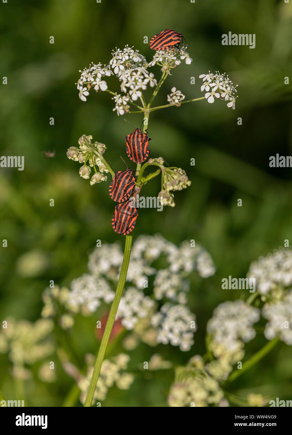 Escudo de rayas bugs Graphosoma italica, en grupos en primavera sobre umbellifer, Suecia. Foto de stock