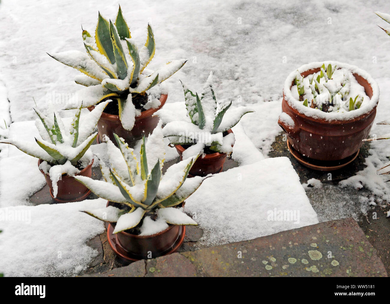La nieve fresca en postwinter cubriendo las plantas en macetas en la terraza del jardín Foto de stock