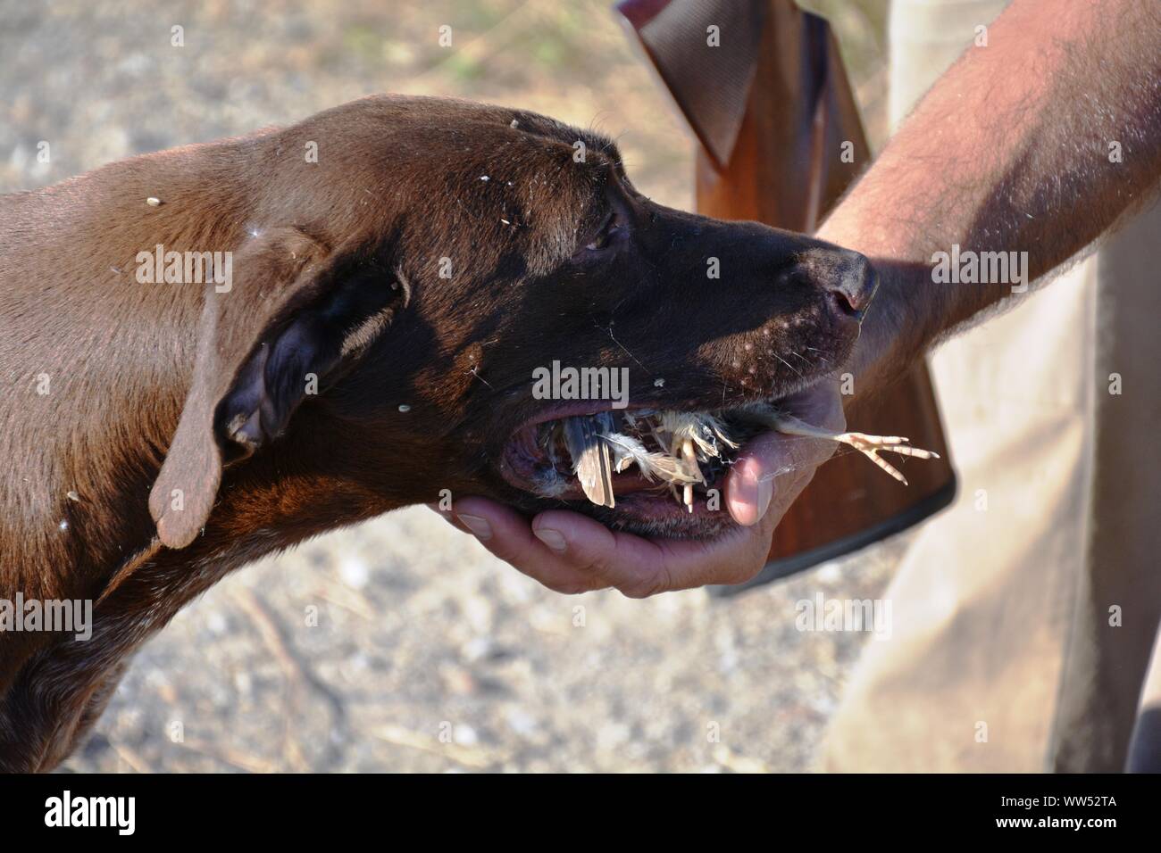 Perro de caza con una codorniz en la boca Fotografía de stock - Alamy