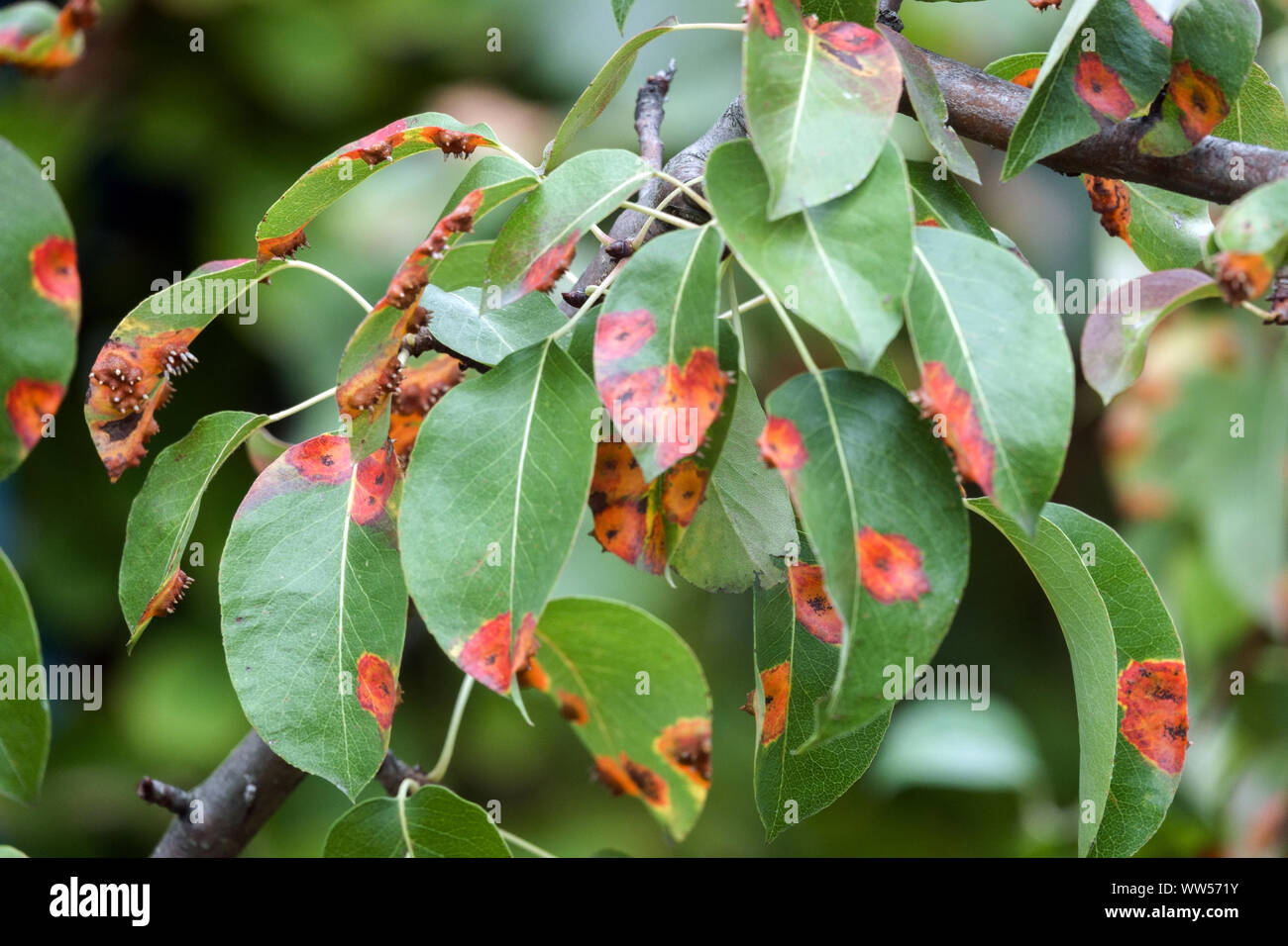 Pera herrumbre, hojas infectadas de enfermedad micótica, Pera trellis, Gymnosporangium sabinae óxido Foto de stock