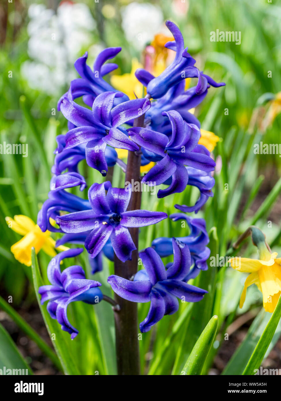 Blue Garden hyacinth, jacinto (Hyacinthus), familia de las plantas de espárrago (Asparagaceae) Foto de stock