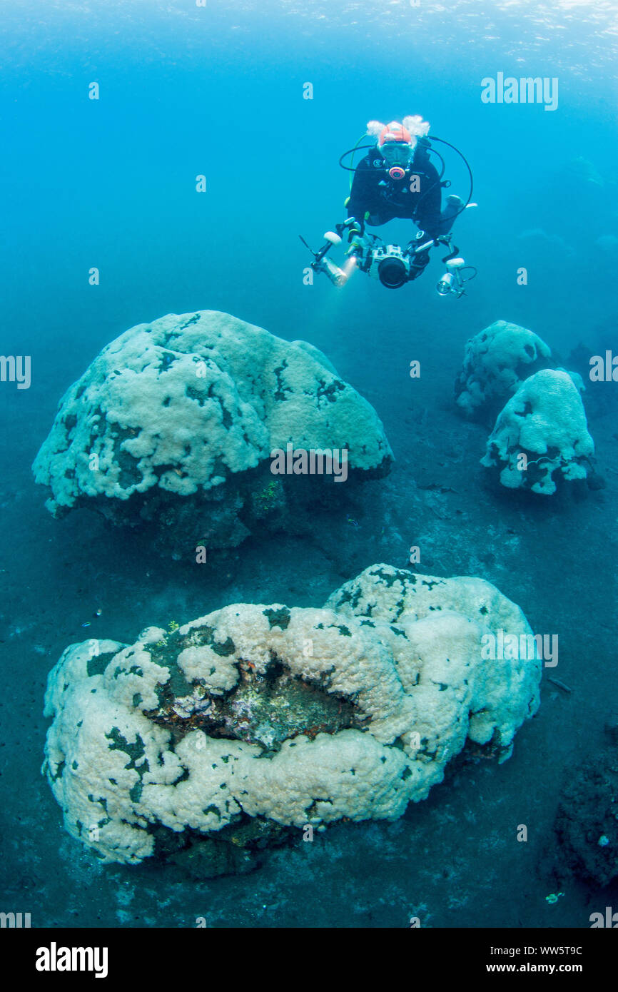 El cambio climático, la decoloración de los corales, Océano Pacífico Foto de stock