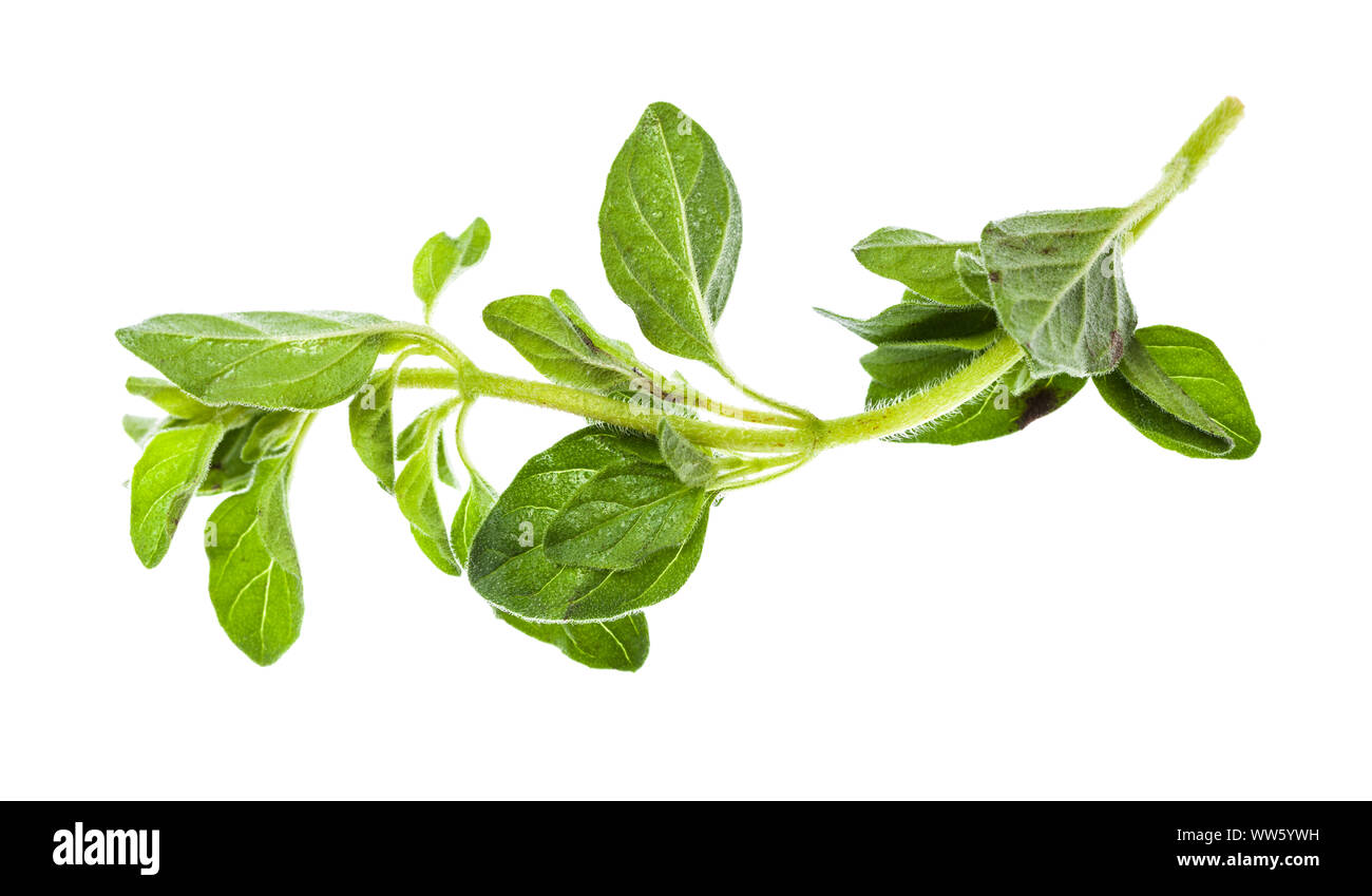 Ramita de orégano fresco herb aislado sobre fondo blanco. Foto de stock