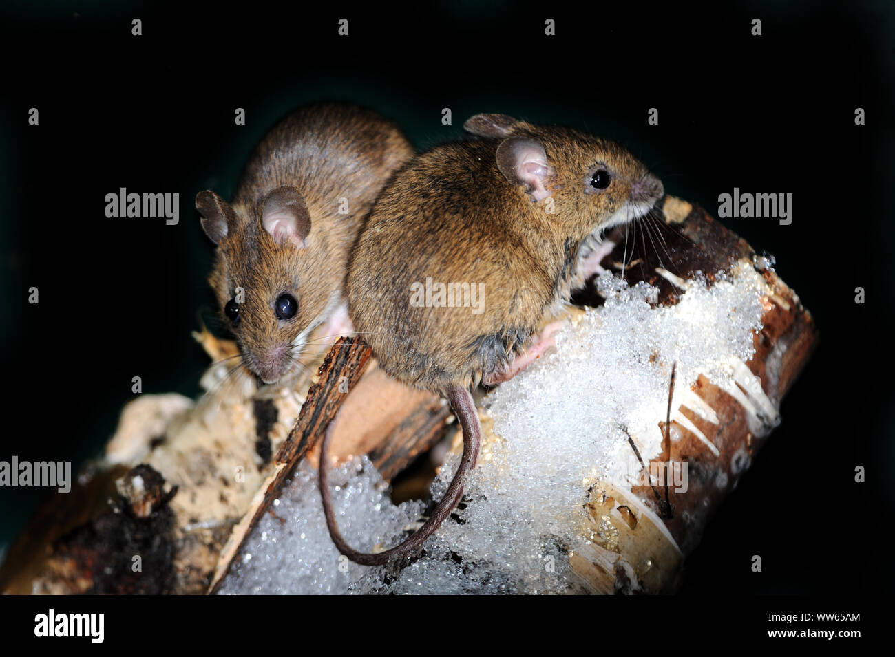 Los ratones de campo, en la nieve, Mus musculus Foto de stock