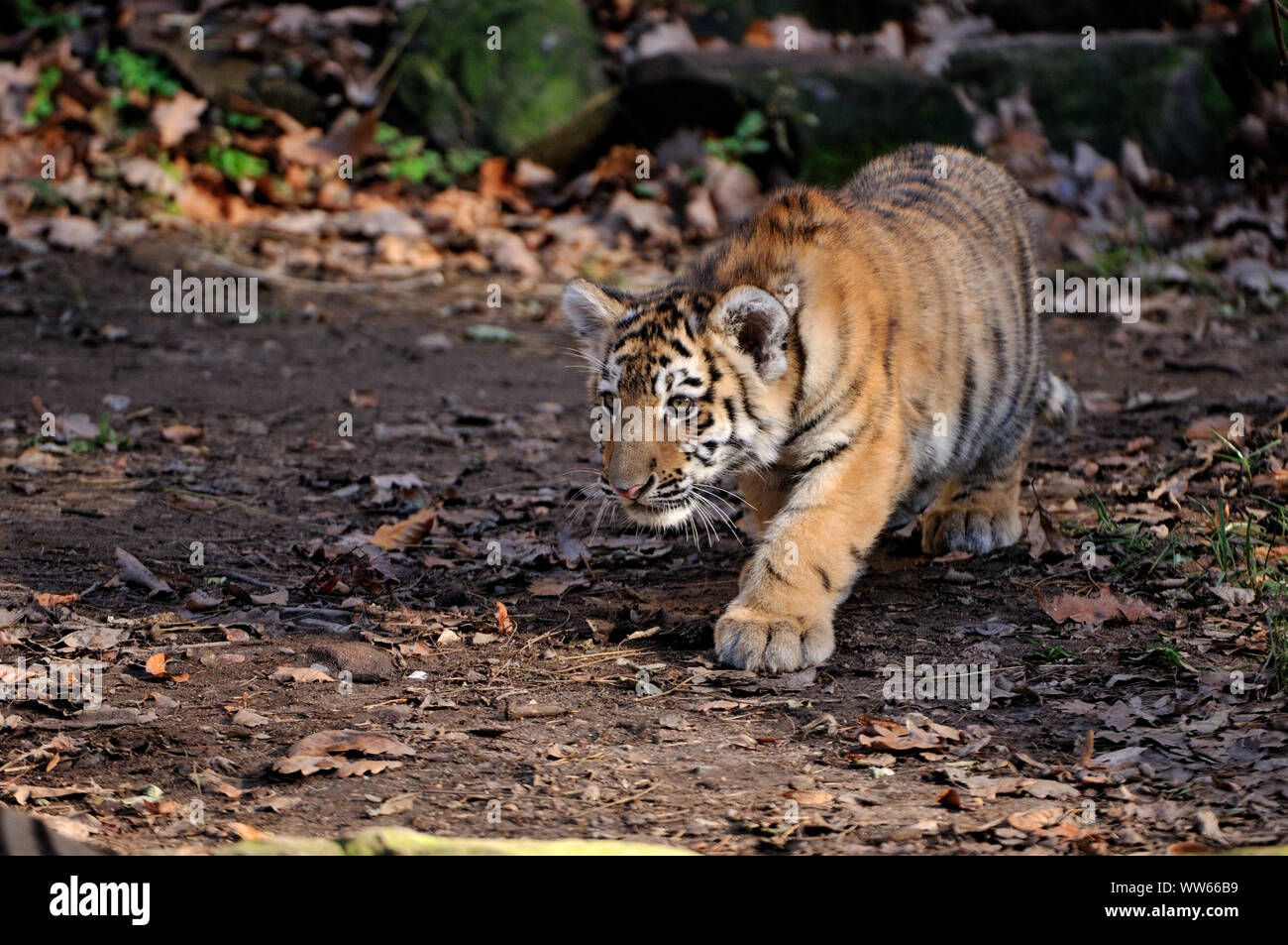 Tigre siberiano en el bosque, Panthera tigris altaica Foto de stock