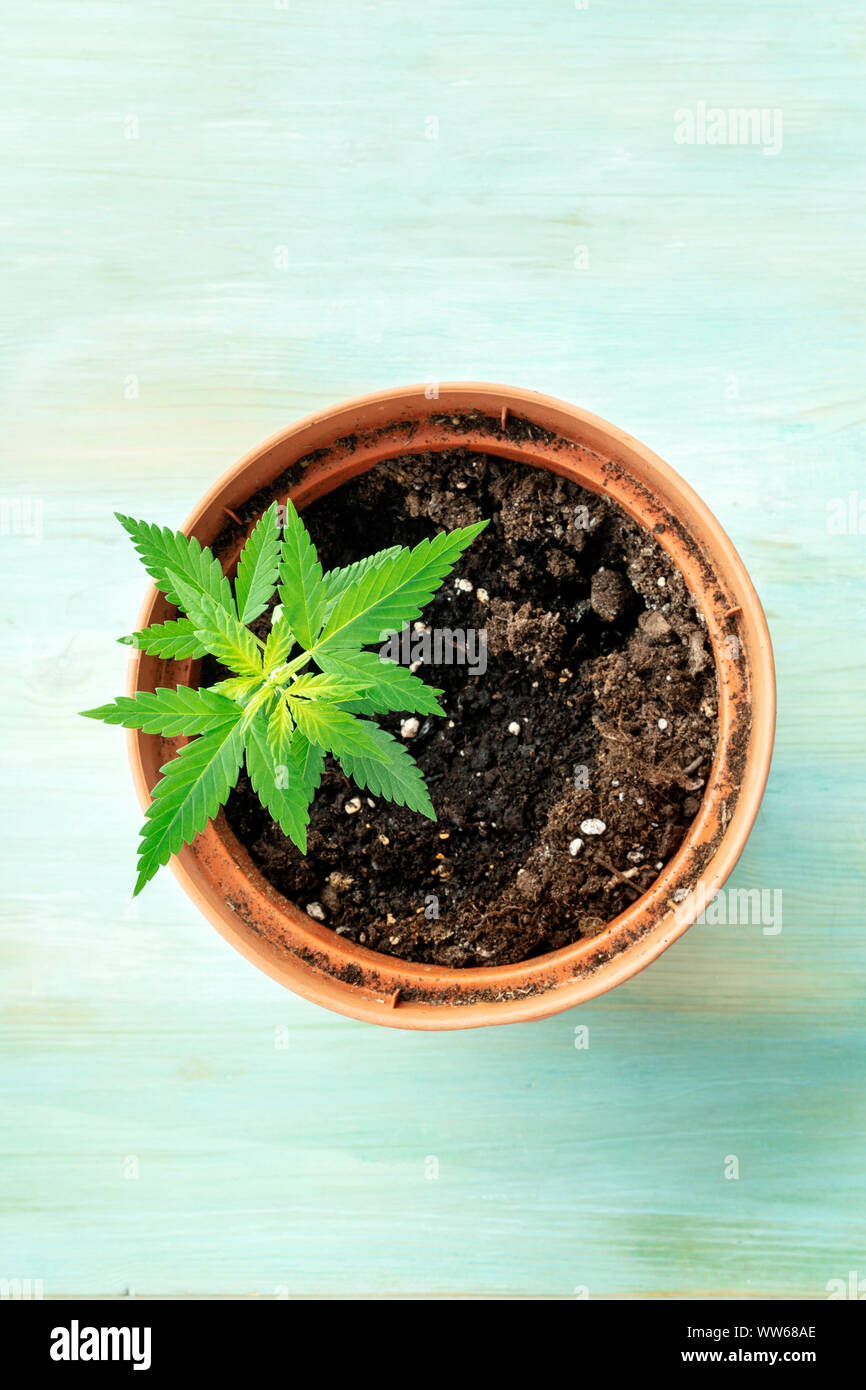 Dominant genetics in exciting marijuana Gold Leaf
