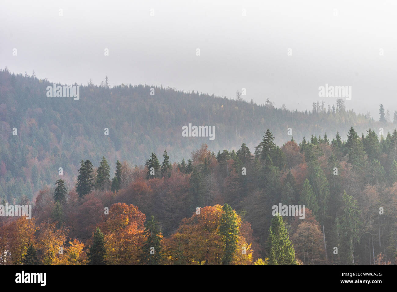 Alemania, Baviera, Garmisch-Partenkirchen, otoño de bosque en la ladera de la montaña Foto de stock