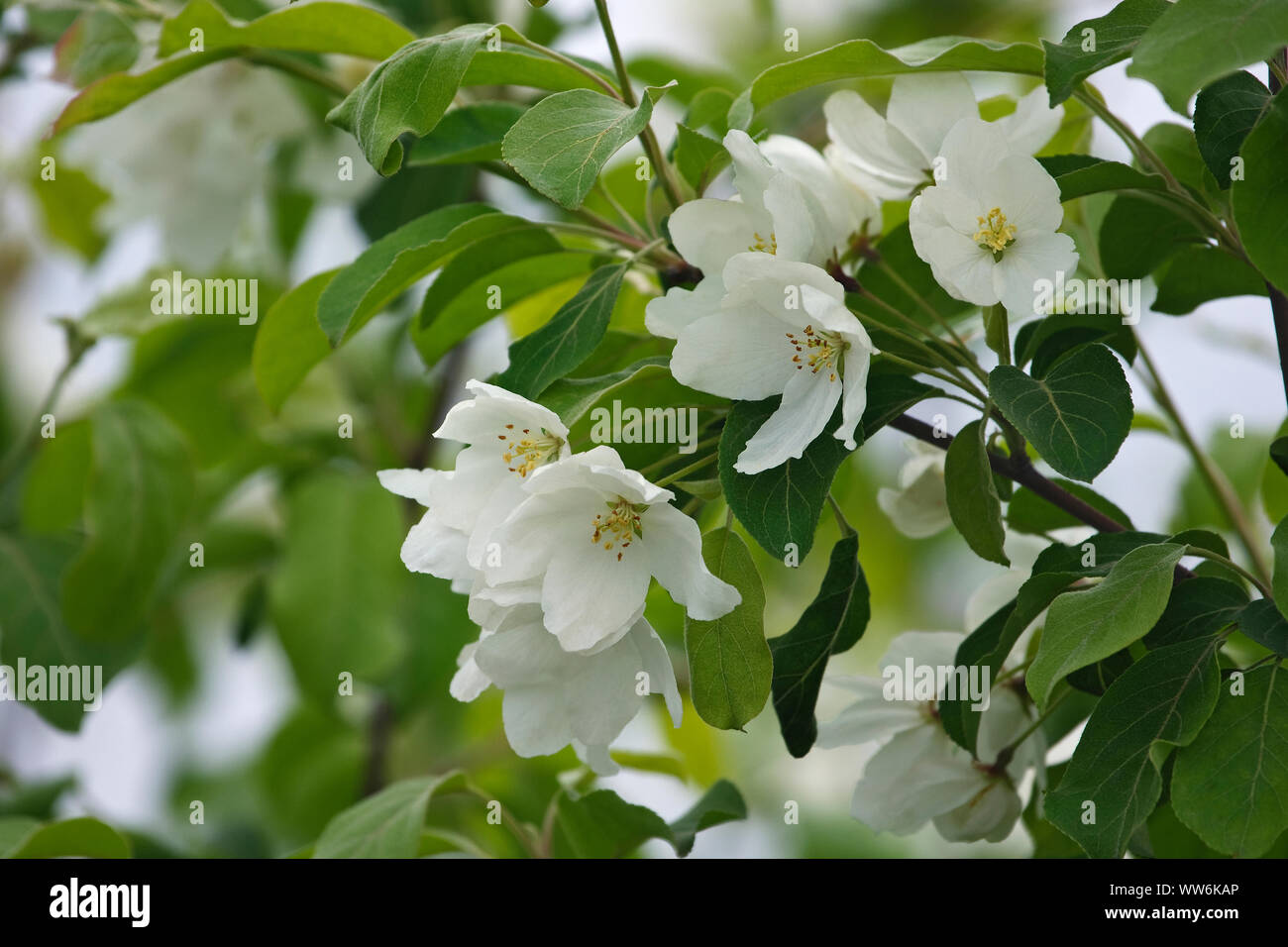 Crab Apple Siberia Manzana Malus Mandshurica Pequena Flor Blanca Que Florece En El Exterior Crece En El Arbol Fotografia De Stock Alamy