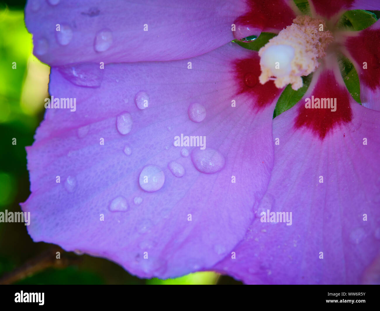 Rosa de Sarón con agua las gotas de lluvia sobre pétalos de rosa Foto de stock