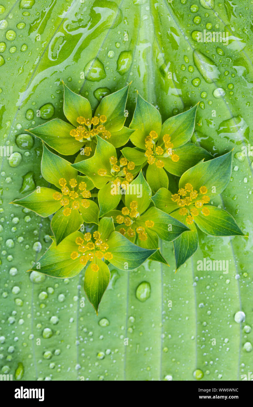 Gotas de agua mariposa fotografías e imágenes de alta resolución - Alamy Gotas de agua mariposa fotografías e imágenes de alta resolución - Alamy