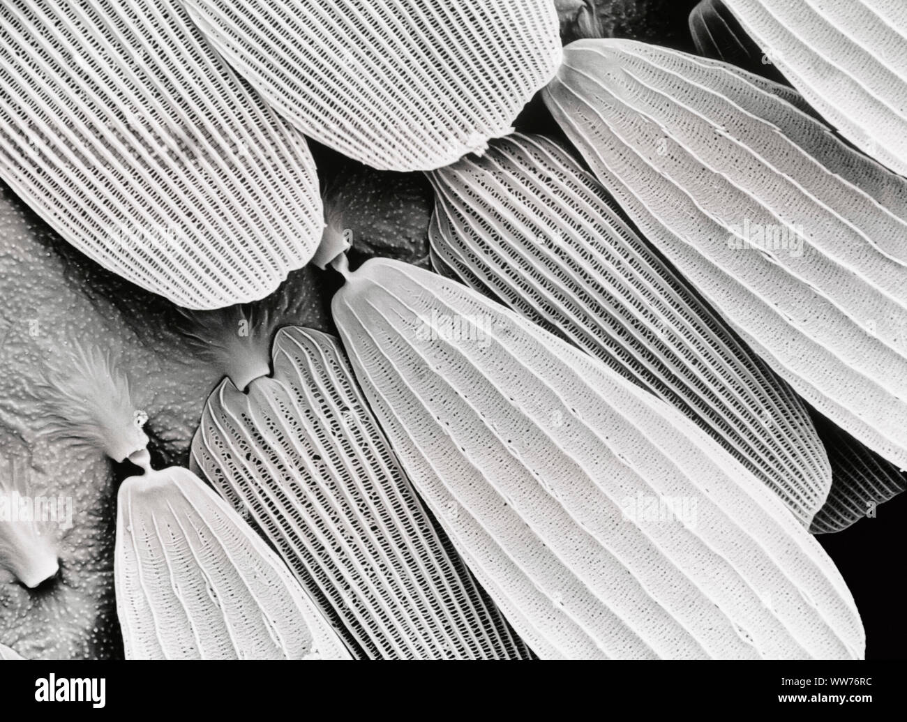 Imagen por microscopio electrónico de barrido de las escamas de una mariposa  (710 aumentos Fotografía de stock - Alamy