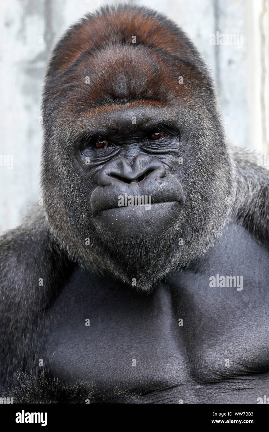 Gorila de las tierras bajas occidentales, silverback, cautiva, Foto de stock