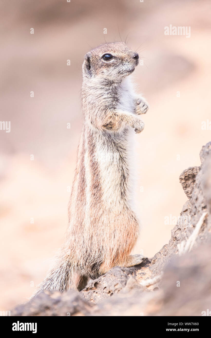 Stand up animal silvestre ardilla buscando alimento en Fuerteventura. Concepto de libertad y naturaleza. Foto de stock