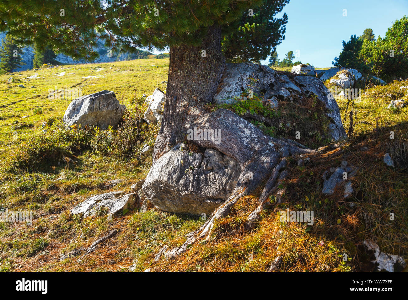 Un árbol con un distintivo y especial arraigo, monumento natural, Foto de stock