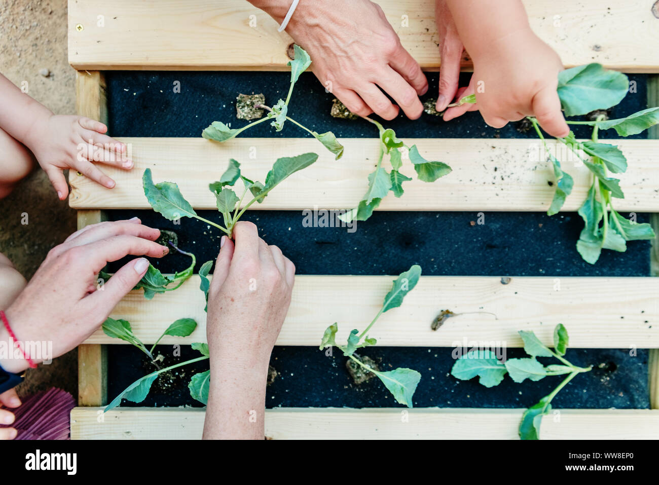 Grupo de personas colaboran plantando verduras en una casa y jardín vertical, visto desde arriba. Foto de stock