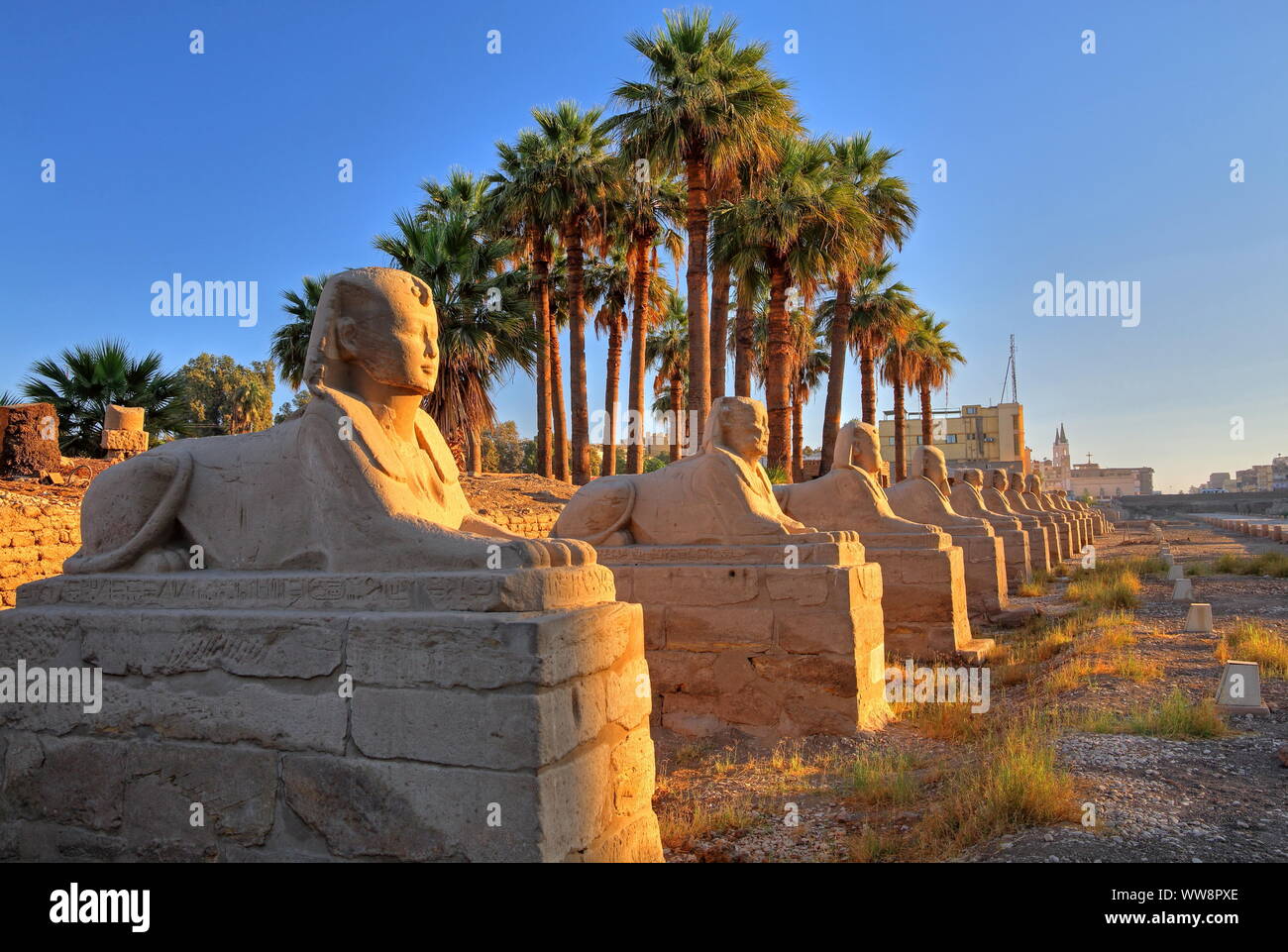 Callejón de esfinges en el templo de Luxor, Luxor, en el Alto Egipto, Egipto Foto de stock