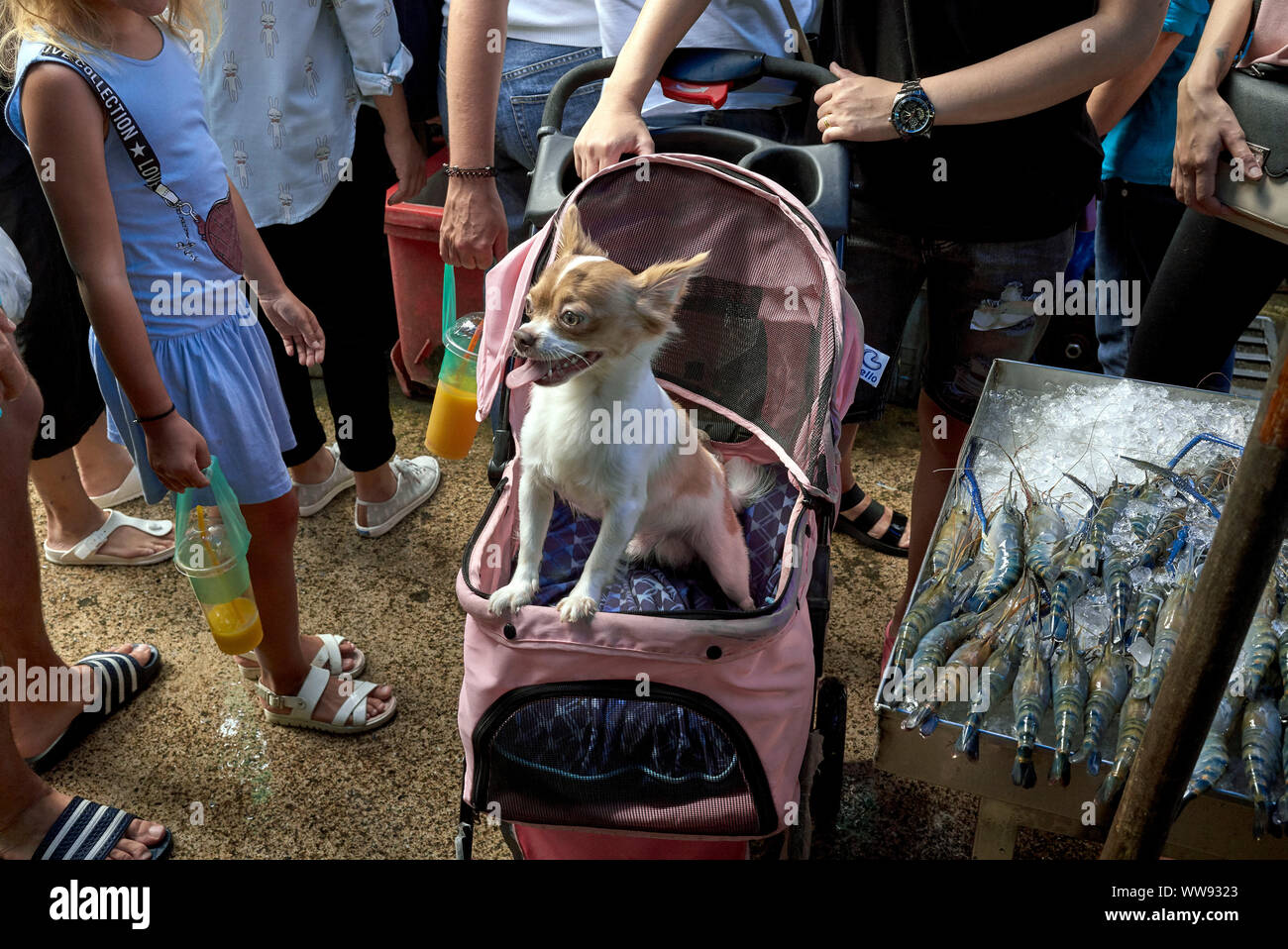Mascota mimada en silla de niños en un mercado callejero de Tailandia. Perro. Chihuahua. Foto de stock