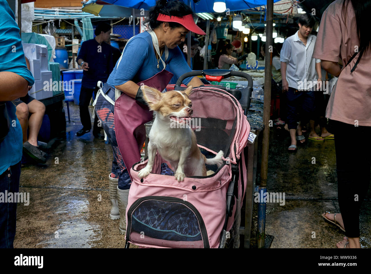 Mascota mimada en silla de niños en un mercado callejero de Tailandia. Perro. Chihuahua. Foto de stock