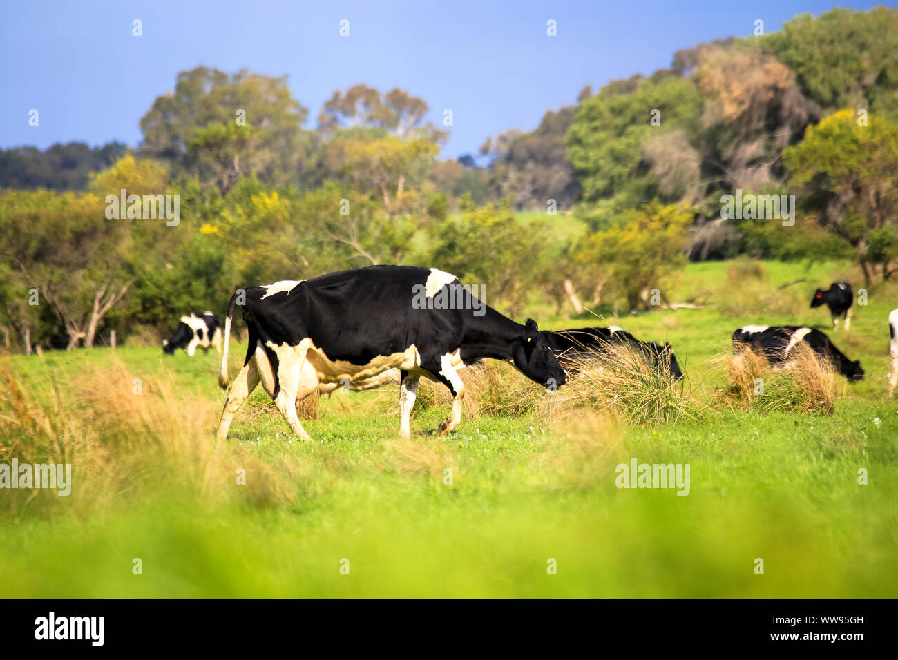 Oído de ganado vacuno y ganado pastando en verdes praderas campo granja de campo Foto de stock