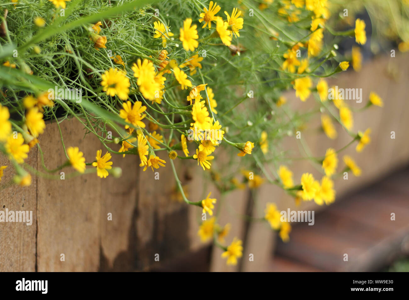Diminutas flores amarillas de golden rudbeckia florece en la mañana de otoño que trae sentimientos de positividad, la armonía con la naturaleza y el bienestar Foto de stock