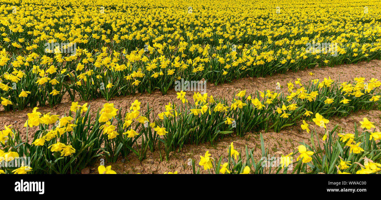 Campos de narcisos cultivados comercialmente en Kinneff, aberdeenshire, Escocia, Reino Unido Foto de stock