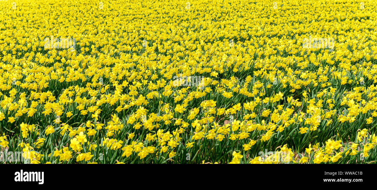 Campos de narcisos cultivados comercialmente en Kinneff, aberdeenshire, Escocia, Reino Unido Foto de stock