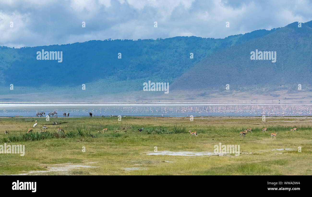 Tanzania, vista del cráter del Ngorongoro, hermosos paisajes con animales diferentes que viven juntos Foto de stock