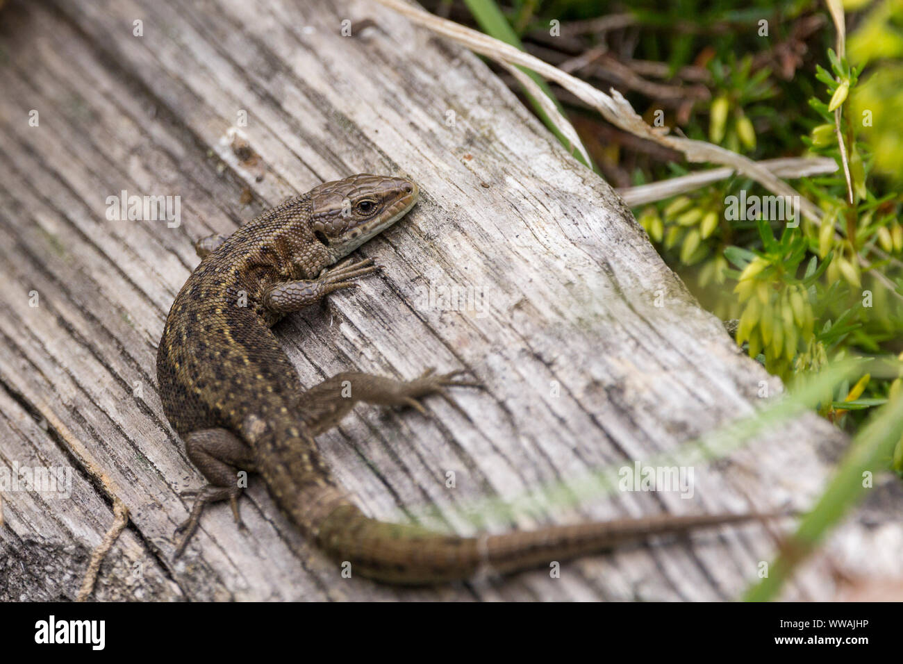 El lagarto común (Lacerta vivipara) largo y estrecho cuerpo y cola muy larga. Amarillo pardusco cubierto de escamas pequeñas con garganta blanca y patas cortas Foto de stock