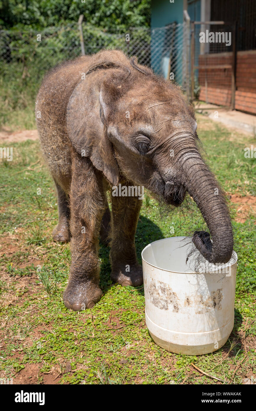 Bebé elefante forestal de la pantorrilla en Uganda Wildlife Education Centre, Entebbe, Uganda Foto de stock