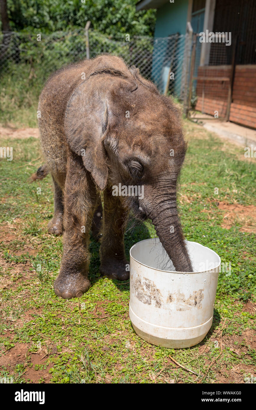 Bebé elefante forestal de la pantorrilla en Uganda Wildlife Education Centre, Entebbe, Uganda Foto de stock