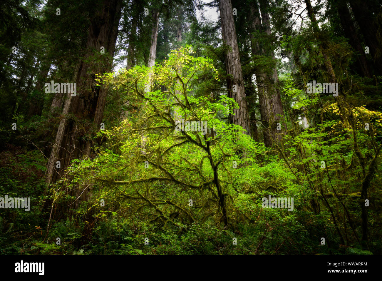 Un pequeño árbol rodeado por cubiertas de musgo y redwood Sequoia árboles, algunos de los árboles más grandes de la tierra, a lo largo de la costa de California en el Redwood Foto de stock