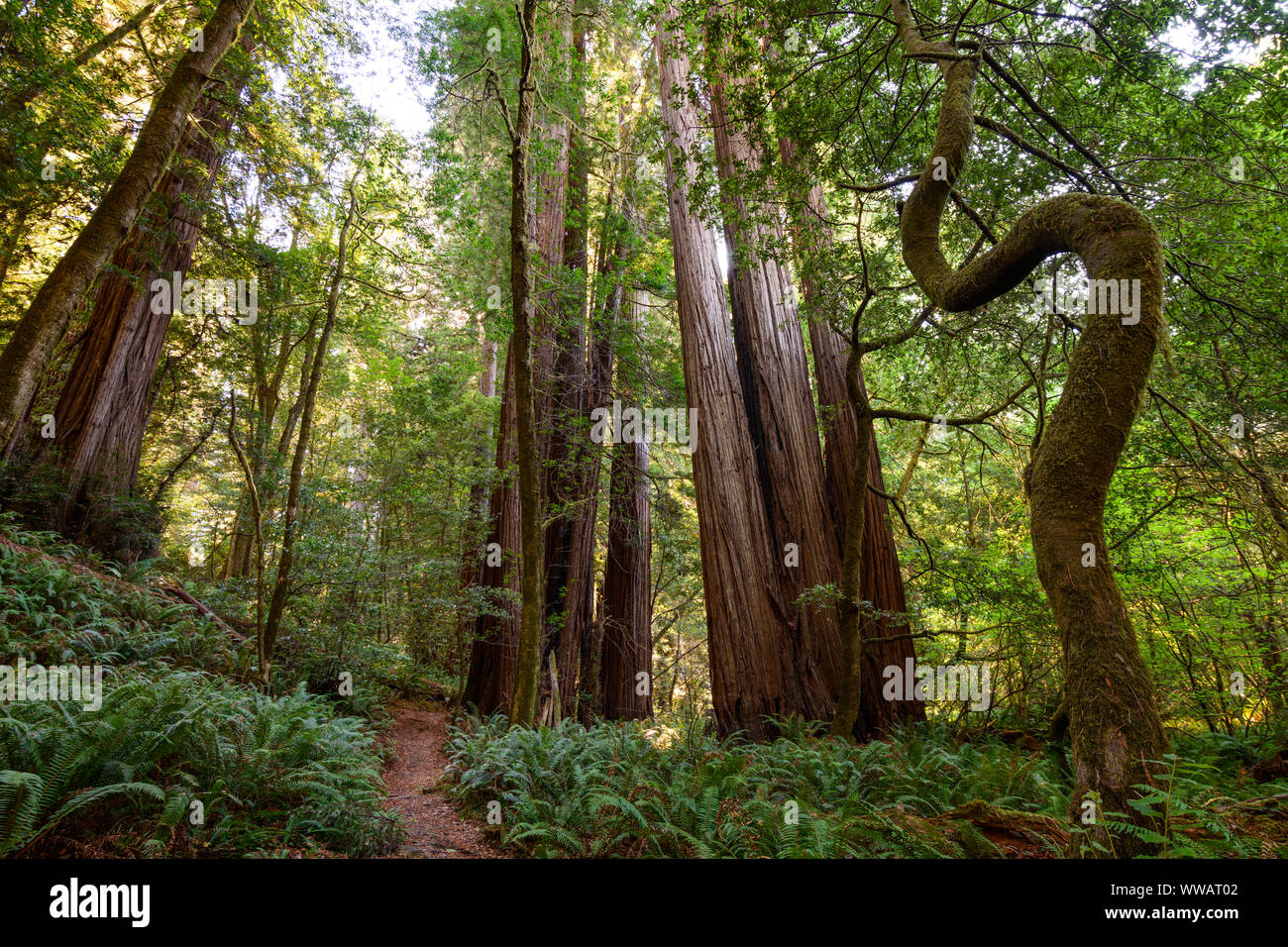 Sequoia y secoyas gigantes, algunos de los árboles más grandes de la tierra, a lo largo de la costa de California Redwoods en el parque nacional y estatal. Foto de stock