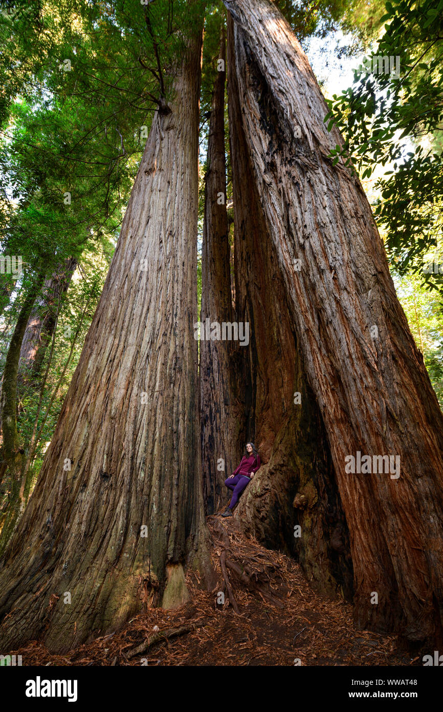 Una mujer dentro de un Sequoia y secoyas gigantes, algunos de los árboles más grandes de la tierra, a lo largo de la costa de California a los Redwoods nacional y estatal de la pa Foto de stock