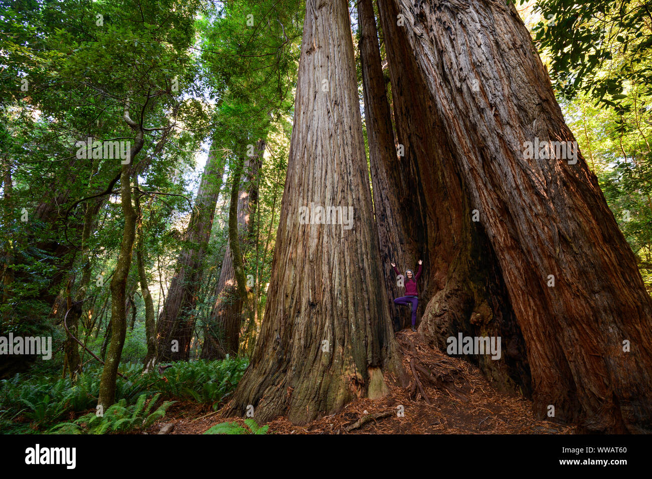 Una mujer que hace yoga dentro de una pose de árbol sequoia y secoyas gigantes, algunos de los árboles más grandes de la tierra, a lo largo de la costa de California a los Redwoods Foto de stock