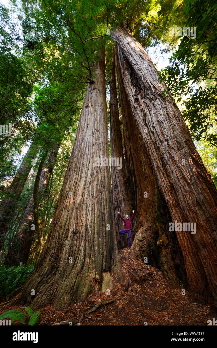 Una mujer que hace yoga dentro de una pose de árbol sequoia y secoyas gigantes, algunos de los árboles más grandes de la tierra, a lo largo de la costa de California a los Redwoods Foto de stock