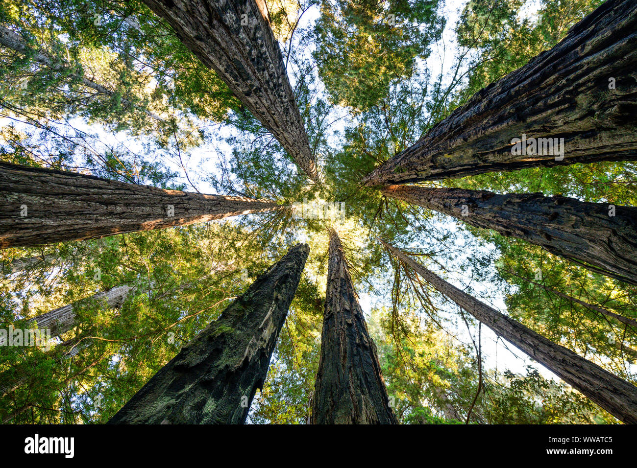 Mirando Giant Sequoia y secoyas, algunos de los árboles más grandes de la tierra, a lo largo de la costa de California Redwoods en el parque nacional y estatal. Foto de stock