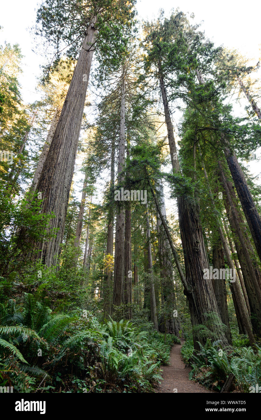 Sequoia y secoyas gigantes, algunos de los árboles más grandes de la tierra, a lo largo de la costa de California Redwoods en el parque nacional y estatal. Foto de stock