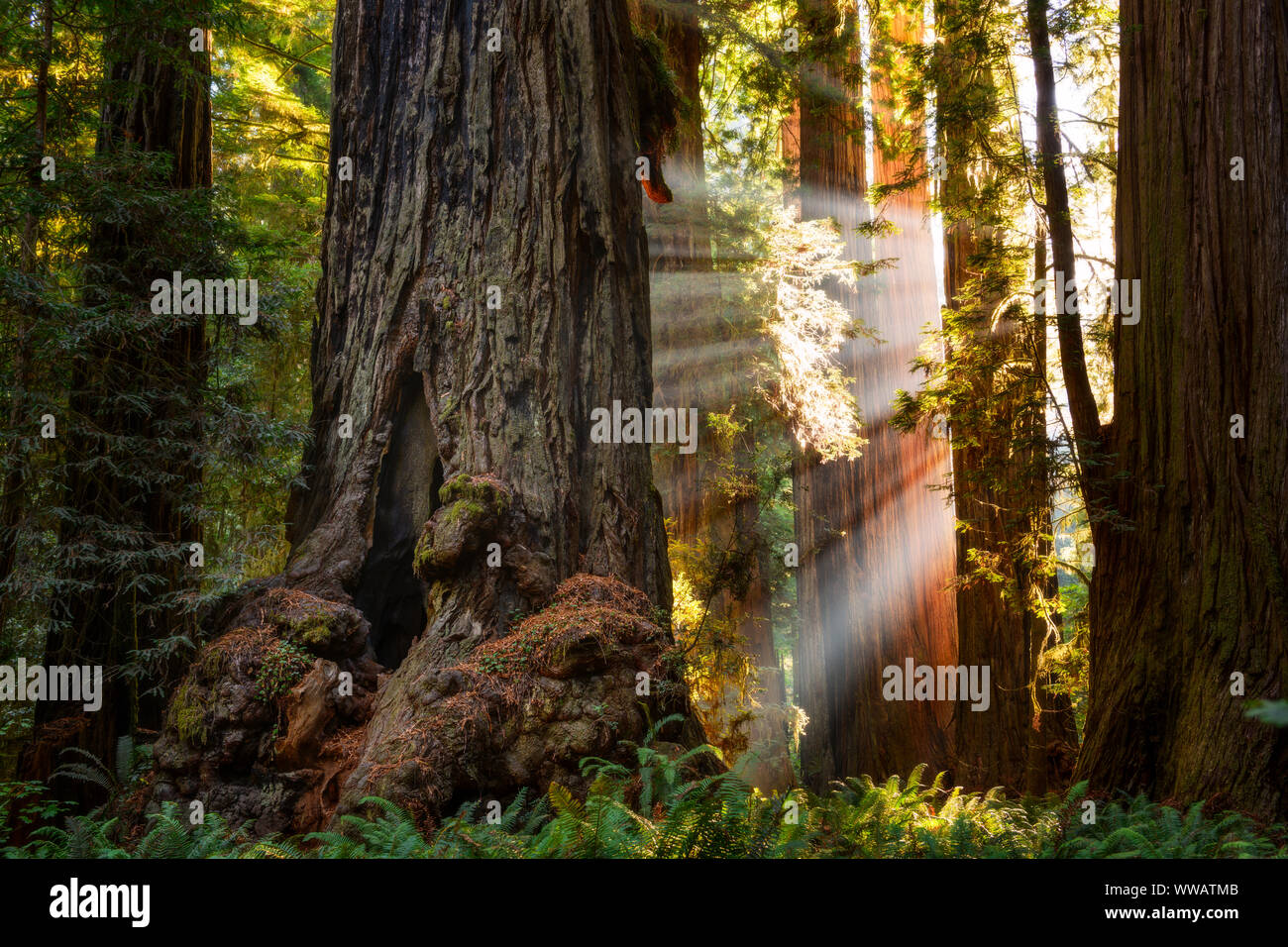 Y redwood Sequoia árboles con rayos de sol que entra a través de los árboles a lo largo de la costa de California Redwoods en el parque nacional y estatal. Foto de stock