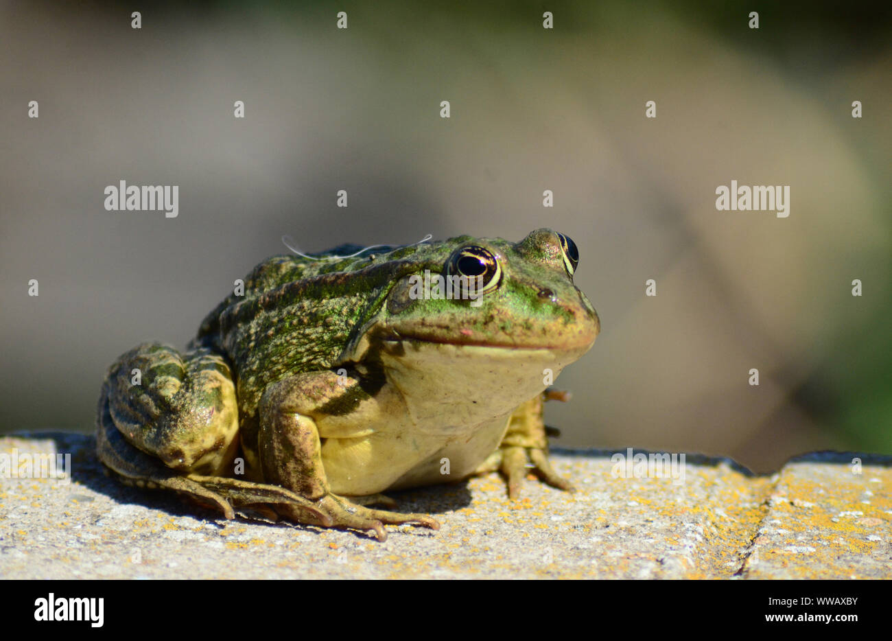 Marsh Frog basking en Sunshine, Rumania wildlife Foto de stock