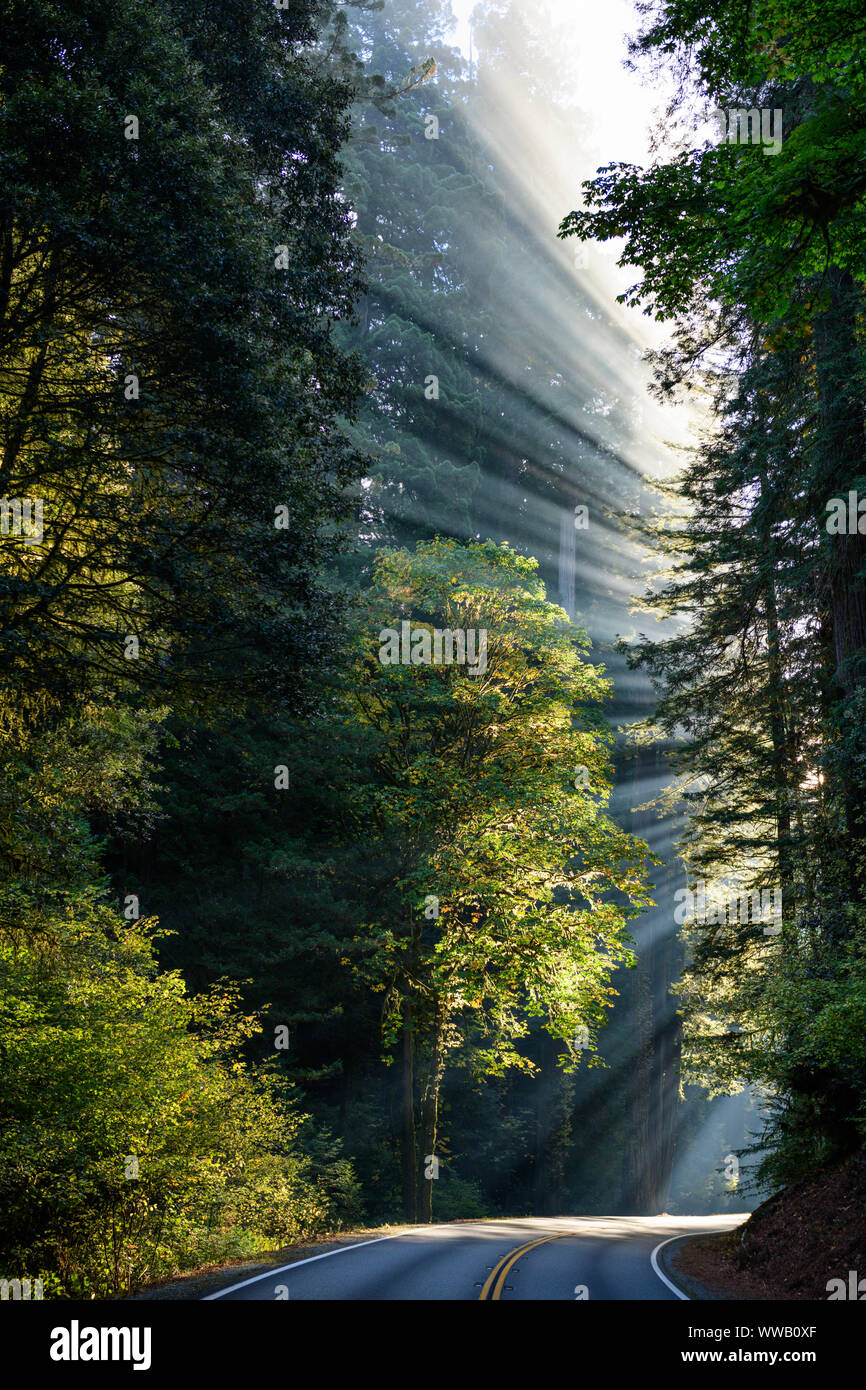 Una carretera entre bosques de secoyas gigantes y Sequoia con rayos de sol que entra a través de los árboles a lo largo de la costa de California a los Redwoods National a Foto de stock