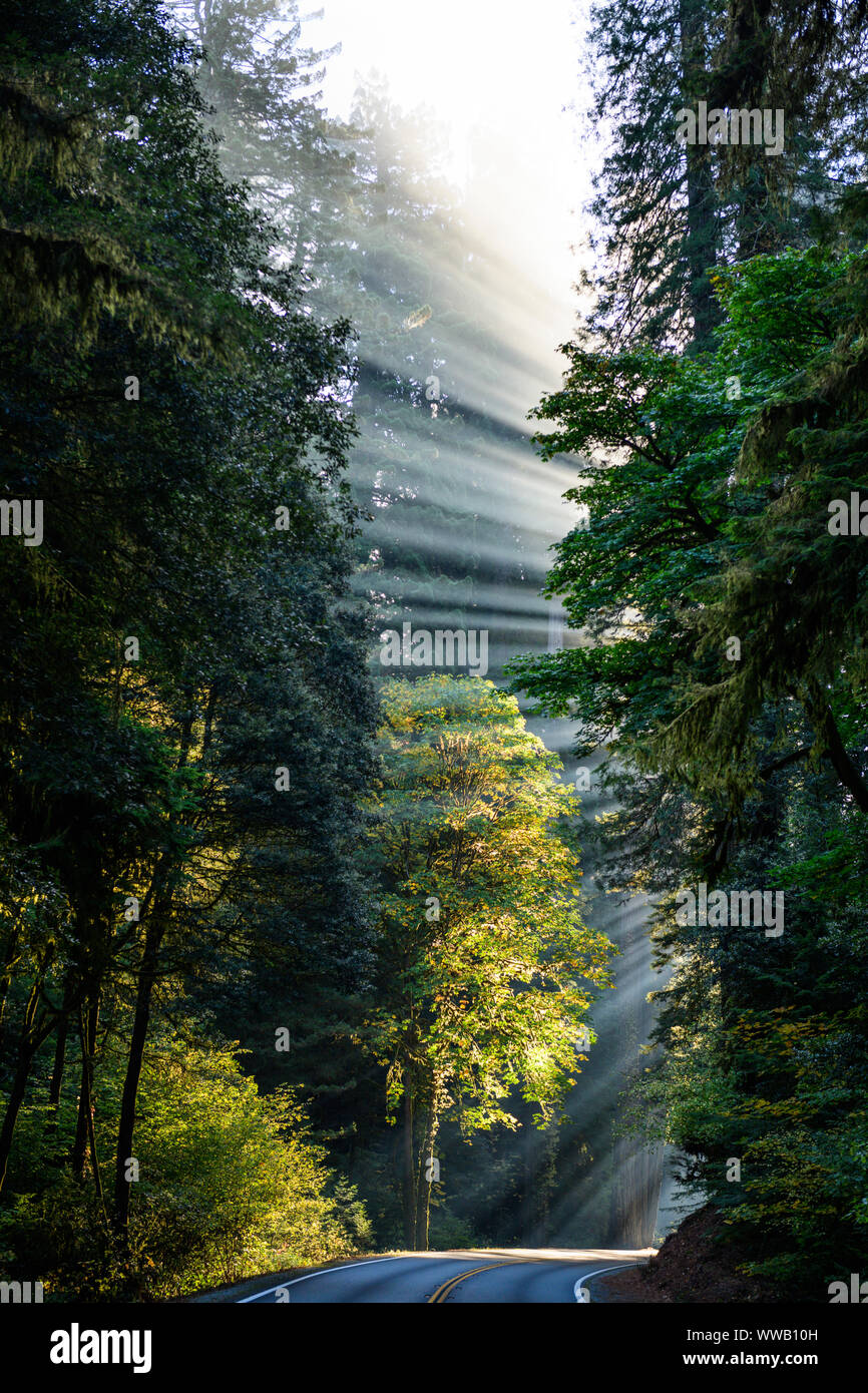 Una carretera entre bosques de secoyas gigantes y Sequoia con rayos de sol que entra a través de los árboles a lo largo de la costa de California a los Redwoods National a Foto de stock