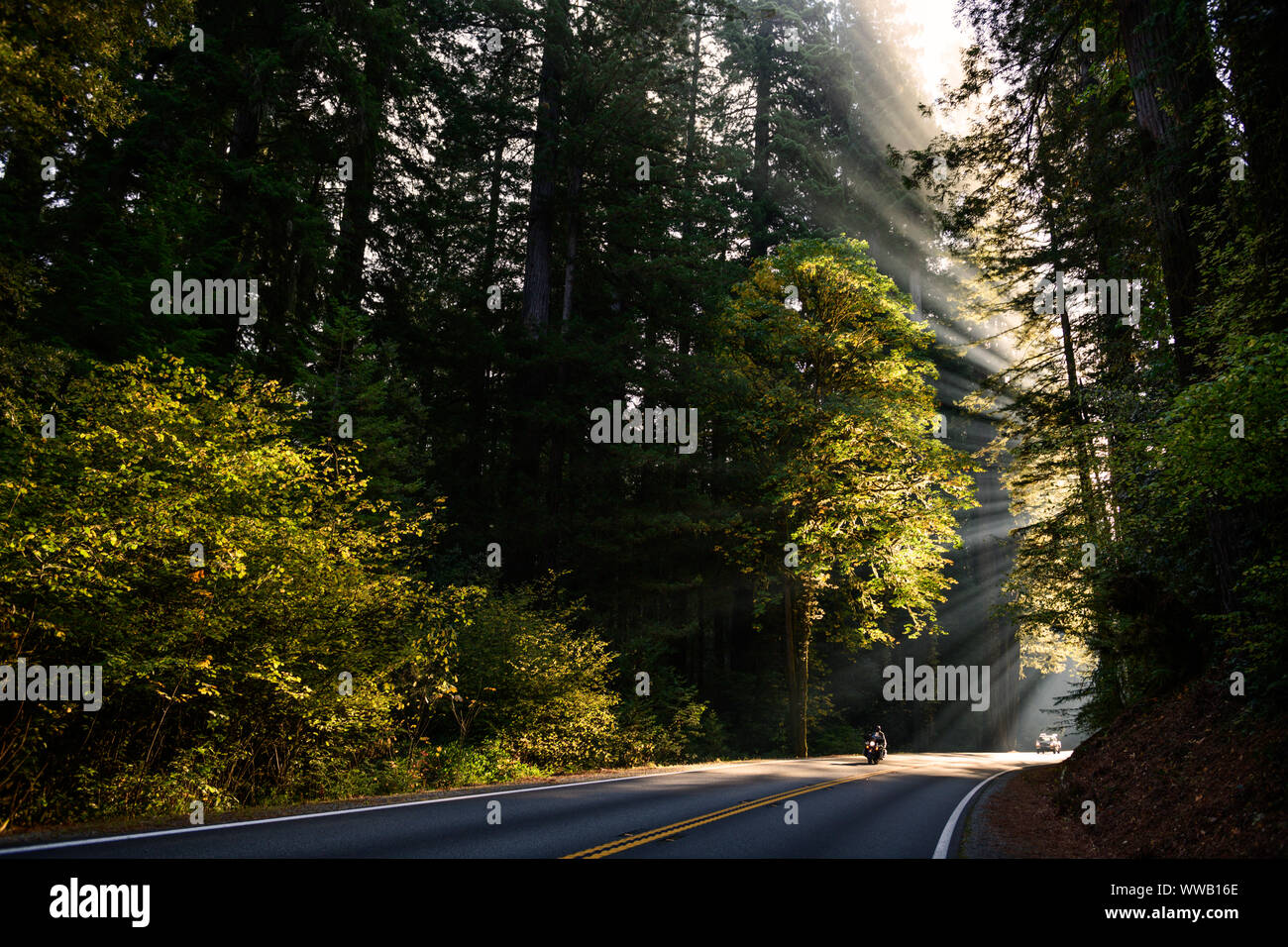 Una carretera entre bosques de secoyas gigantes y Sequoia con rayos de sol que entra a través de los árboles a lo largo de la costa de California a los Redwoods National a Foto de stock
